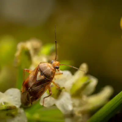 Gemeine Wiesenwanze