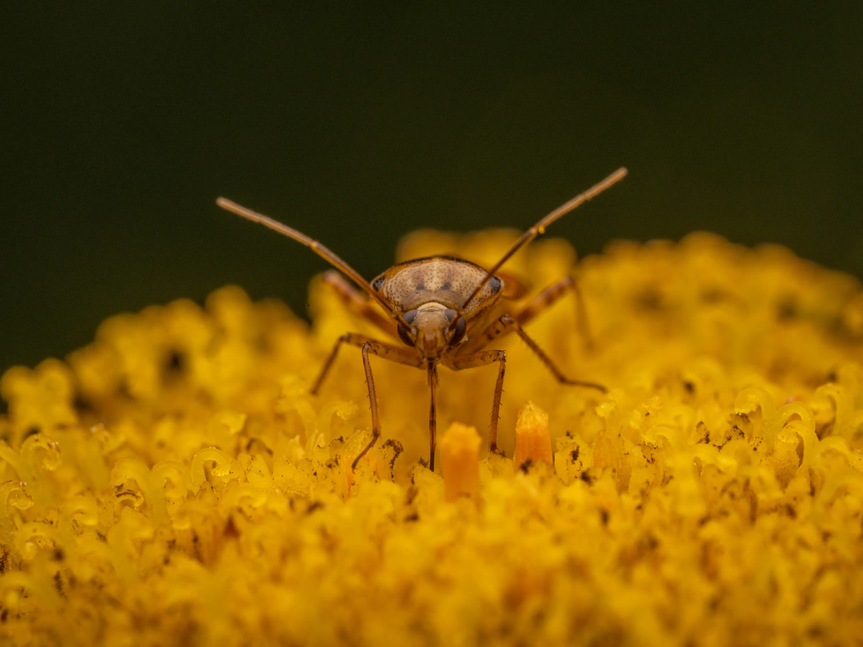 Lygus pratensis