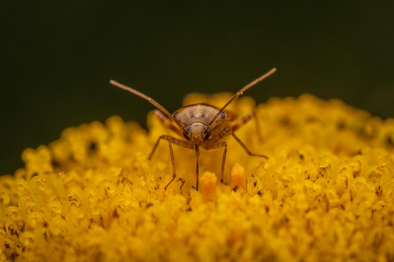 Lygus pratensis – No. 5