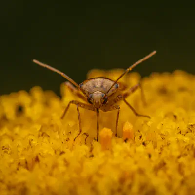 Gemeine Wiesenwanze