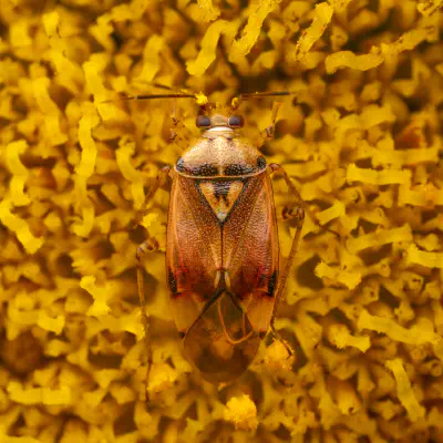 Gemeine Wiesenwanze