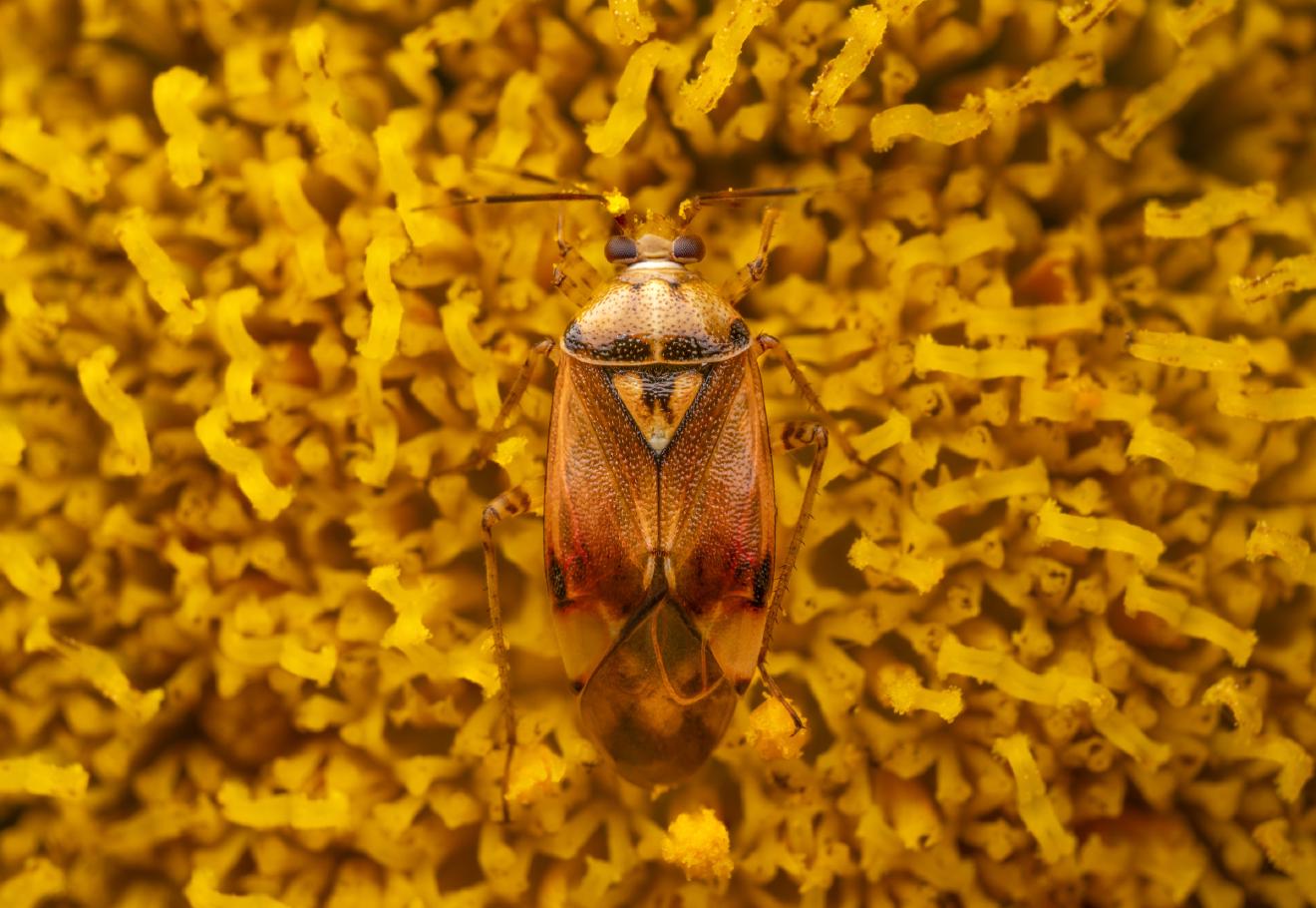 Lygus pratensis – No. 6