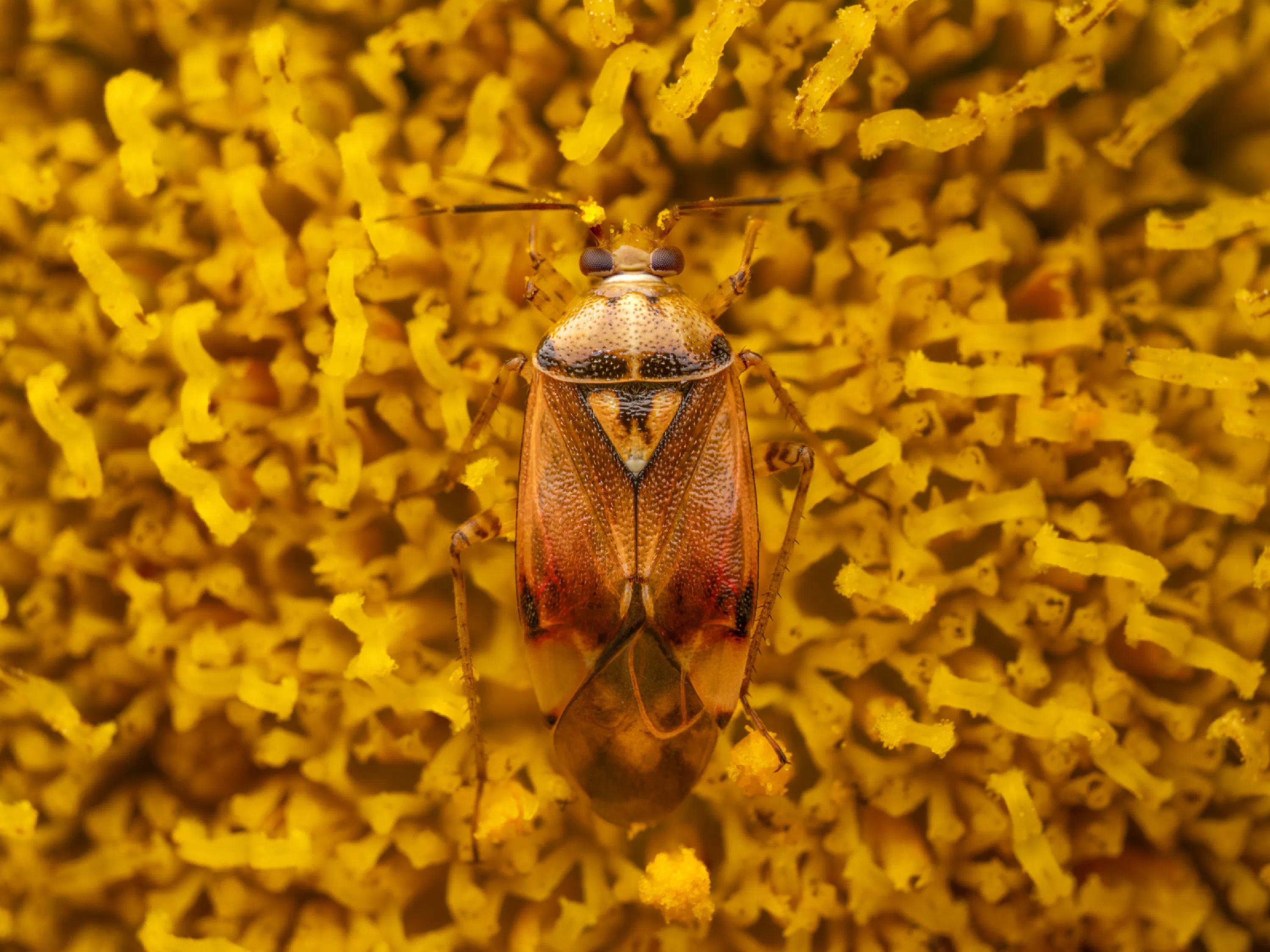 Lygus pratensis