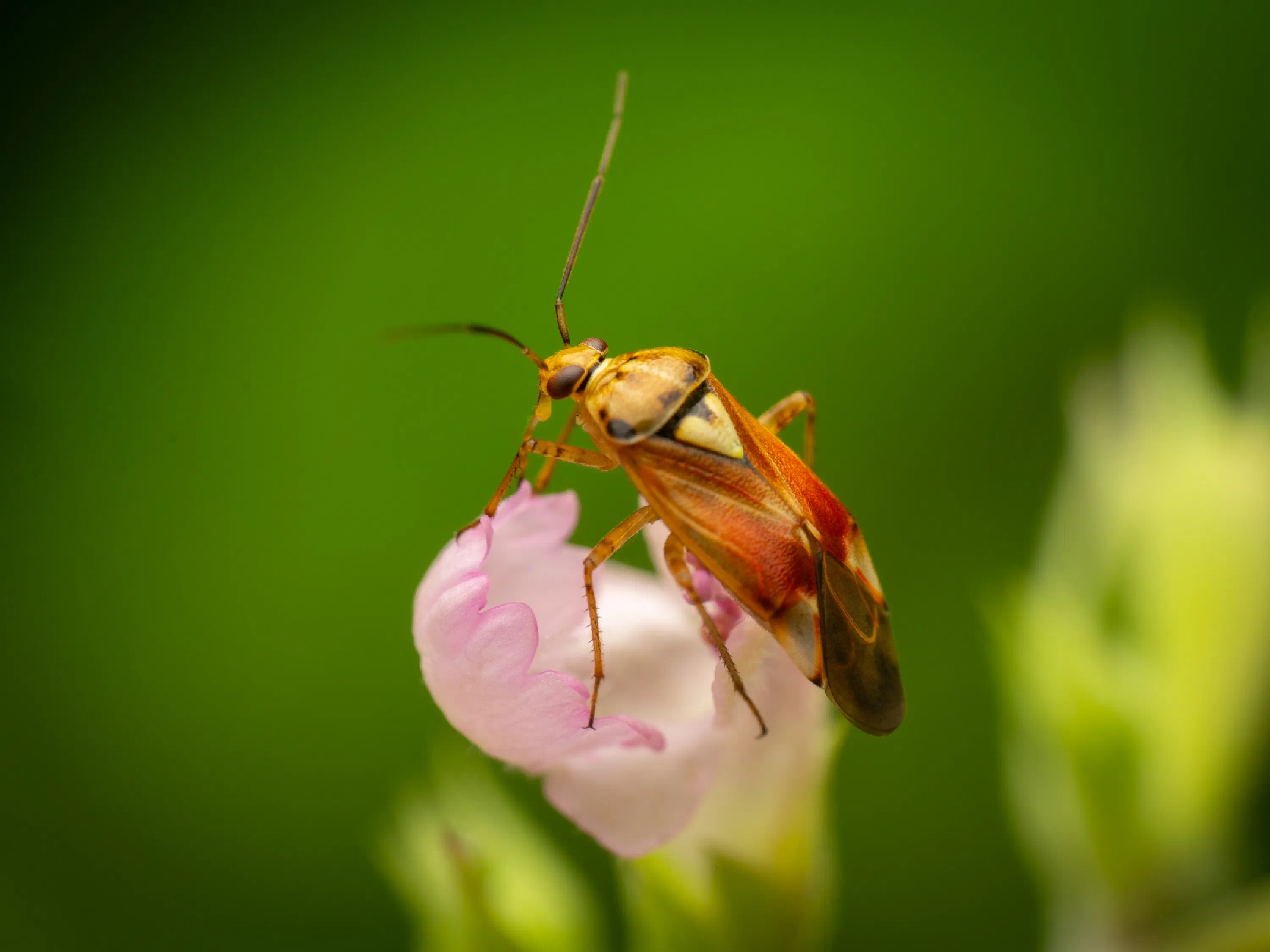 Lygus pratensis