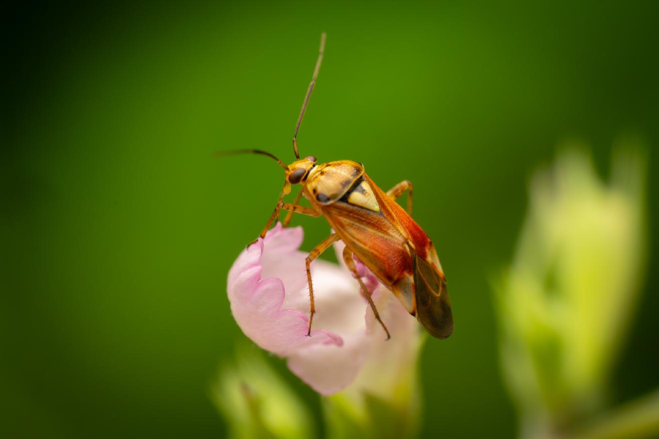 Lygus pratensis – No. 7