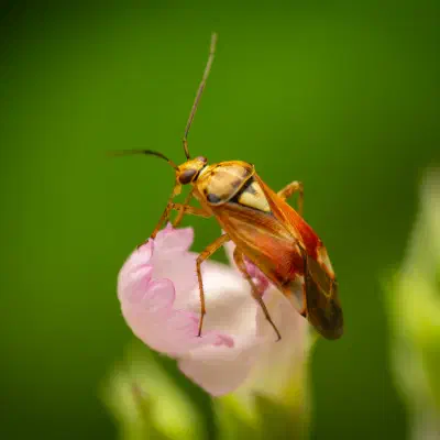 Lygus pratensis
