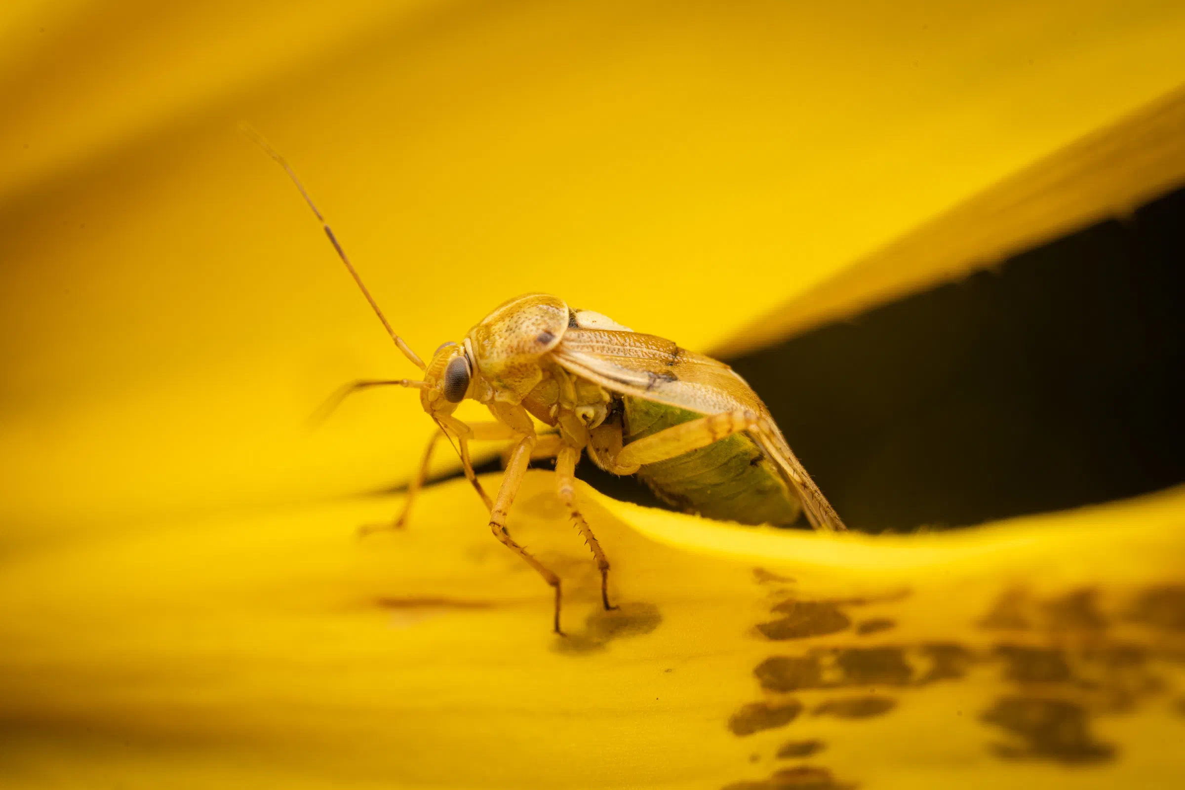 Gemeine Wiesenwanze