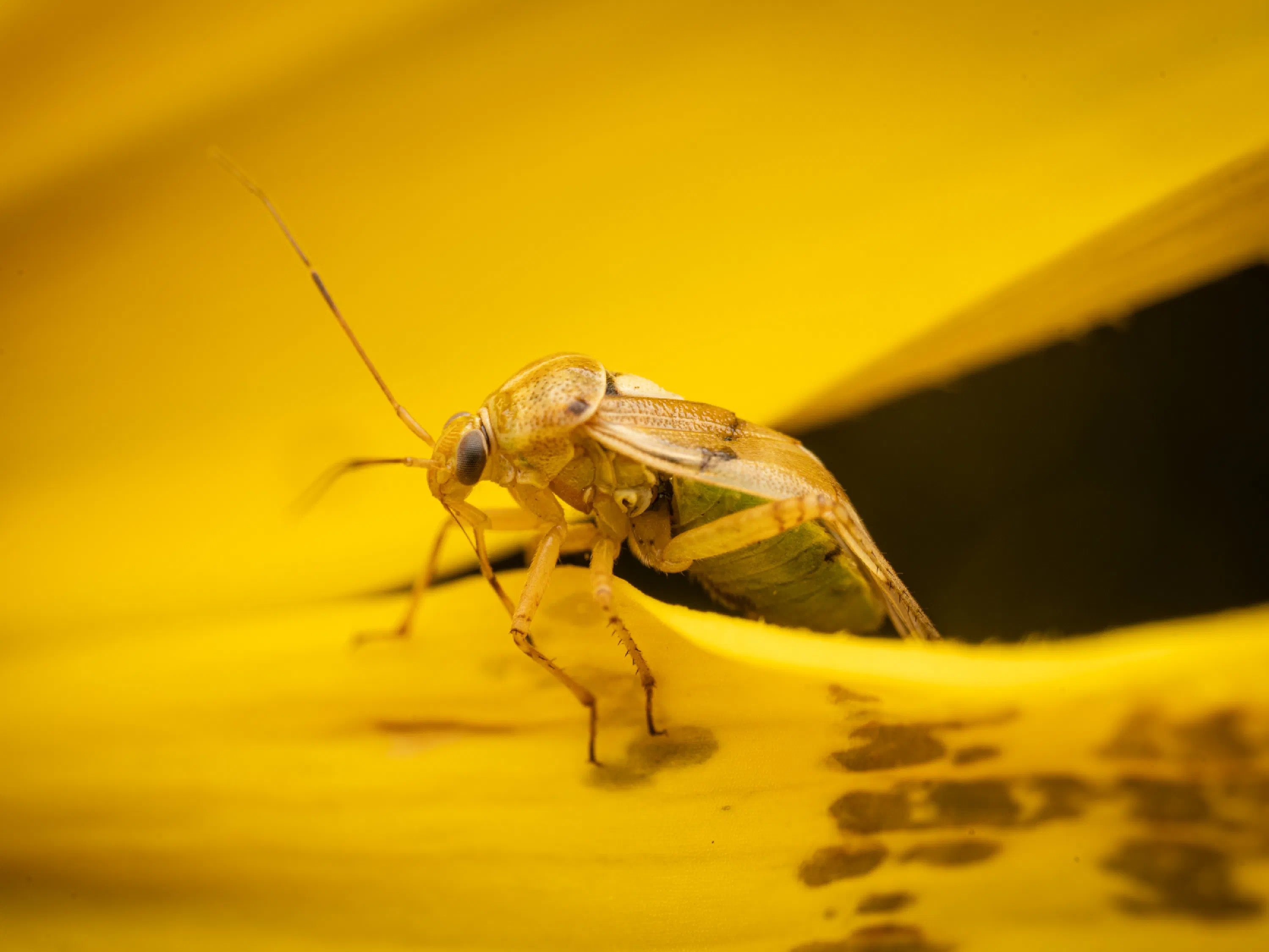 Lygus pratensis