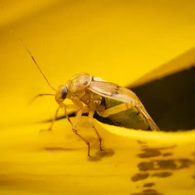 Gemeine Wiesenwanze