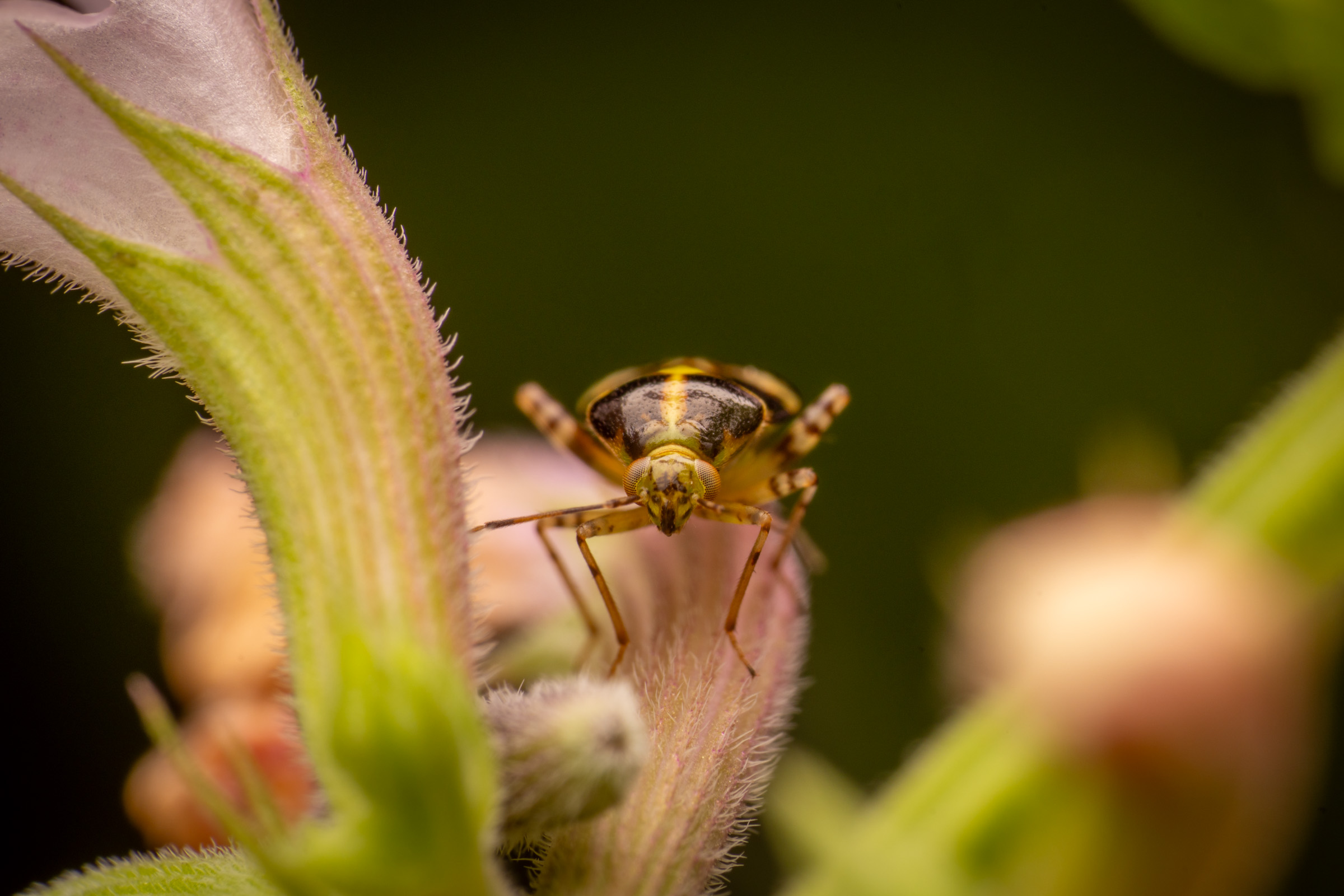 Three Spotted Nettle Bug · Small Beings – Big Responsibility