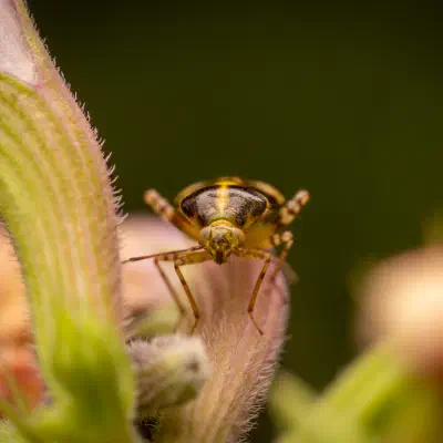 Three Spotted Nettle Bug