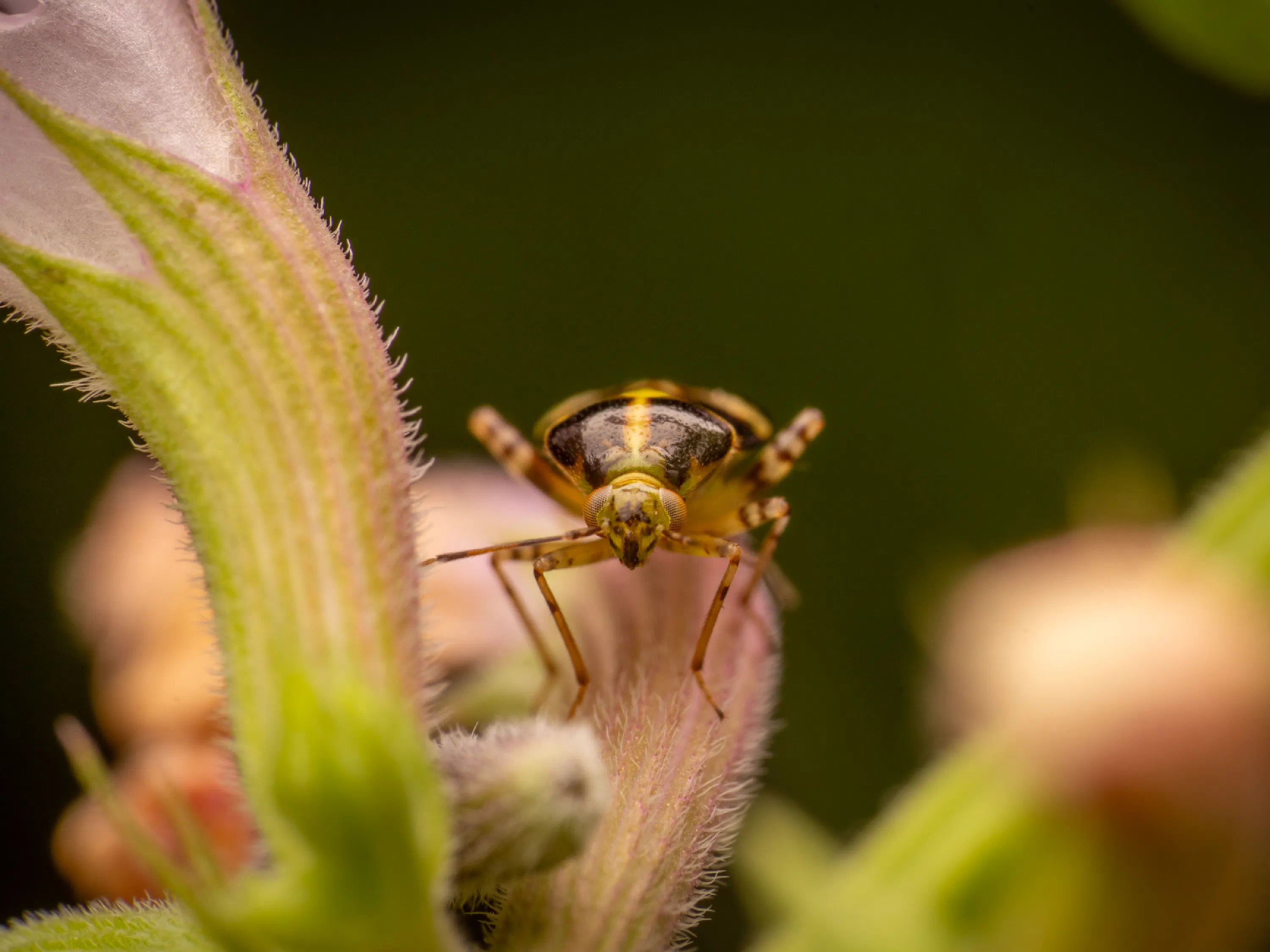 Liocoris tripustulatus