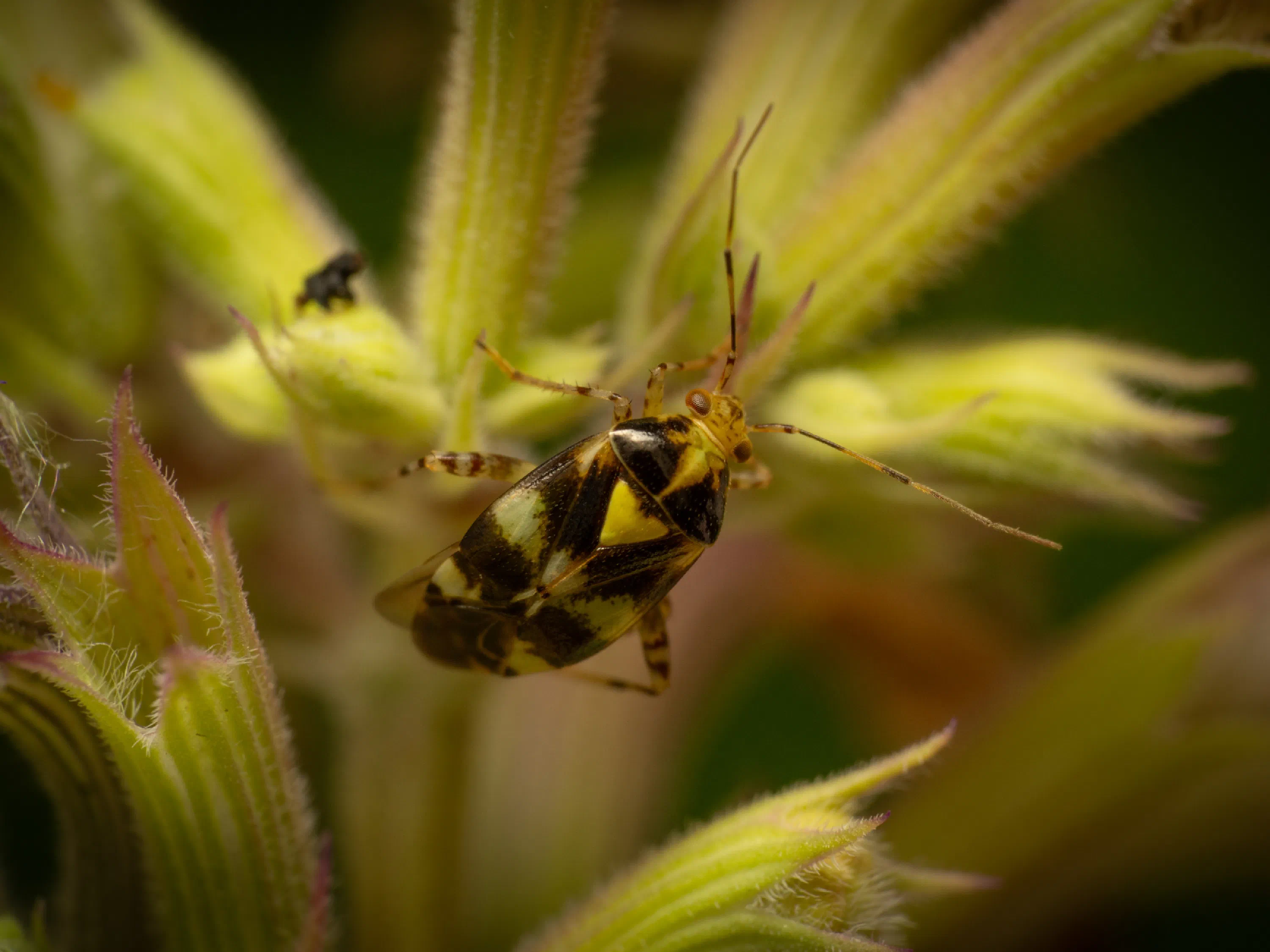 Liocoris tripustulatus