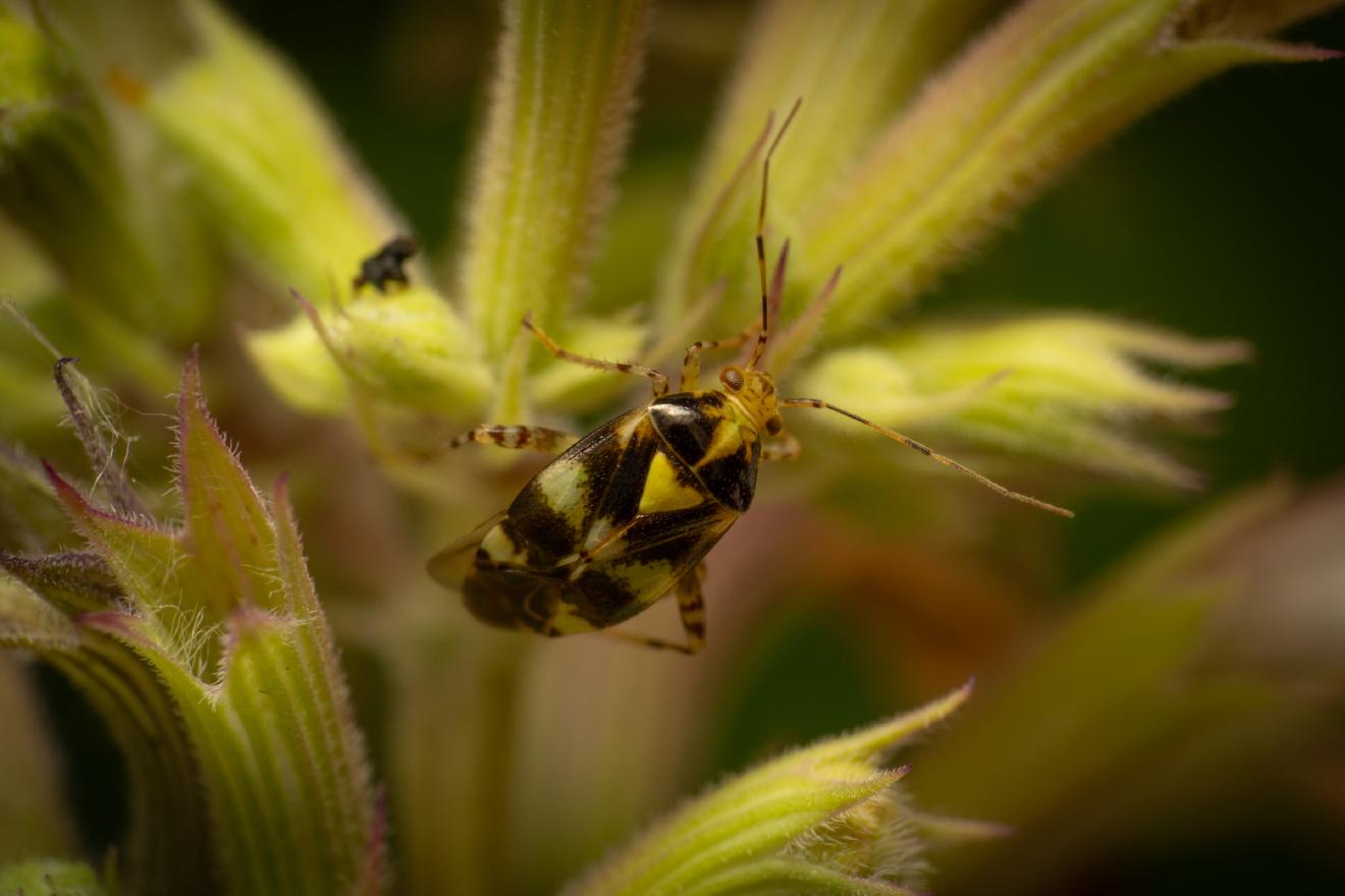 Three Spotted Nettle Bug – No. 2