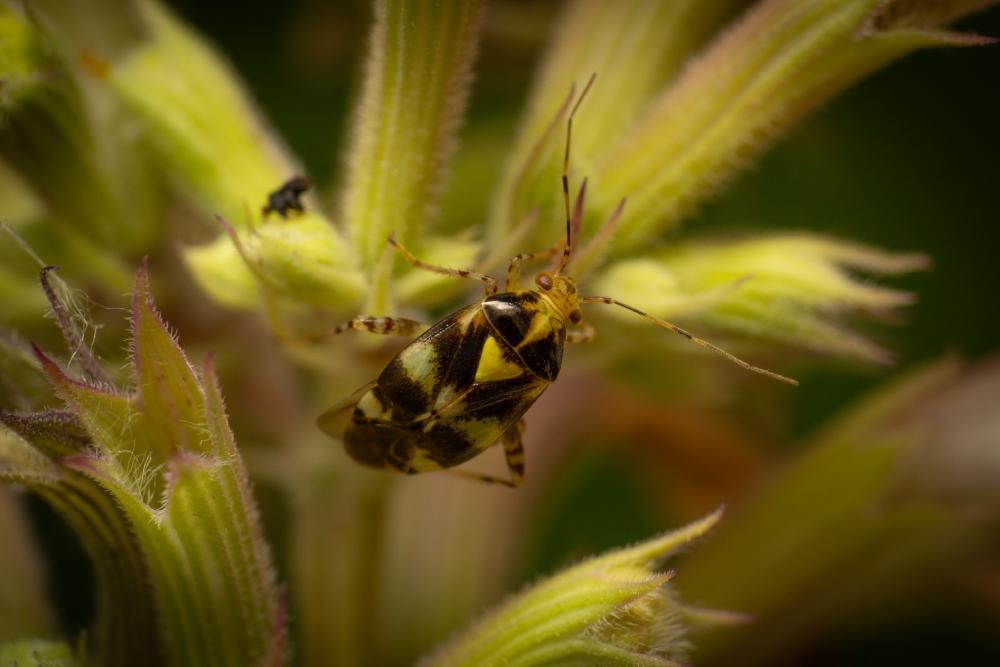 April 11, 2024 – Issue No. 237
– Issue No. 237: “Three Spotted Nettle Bug“ Three Spotted Nettle Bug