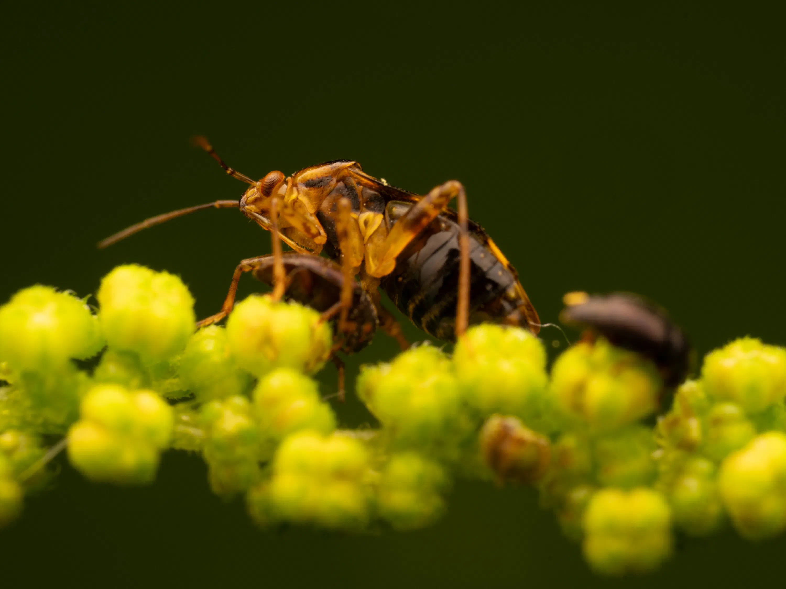 Liocoris tripustulatus