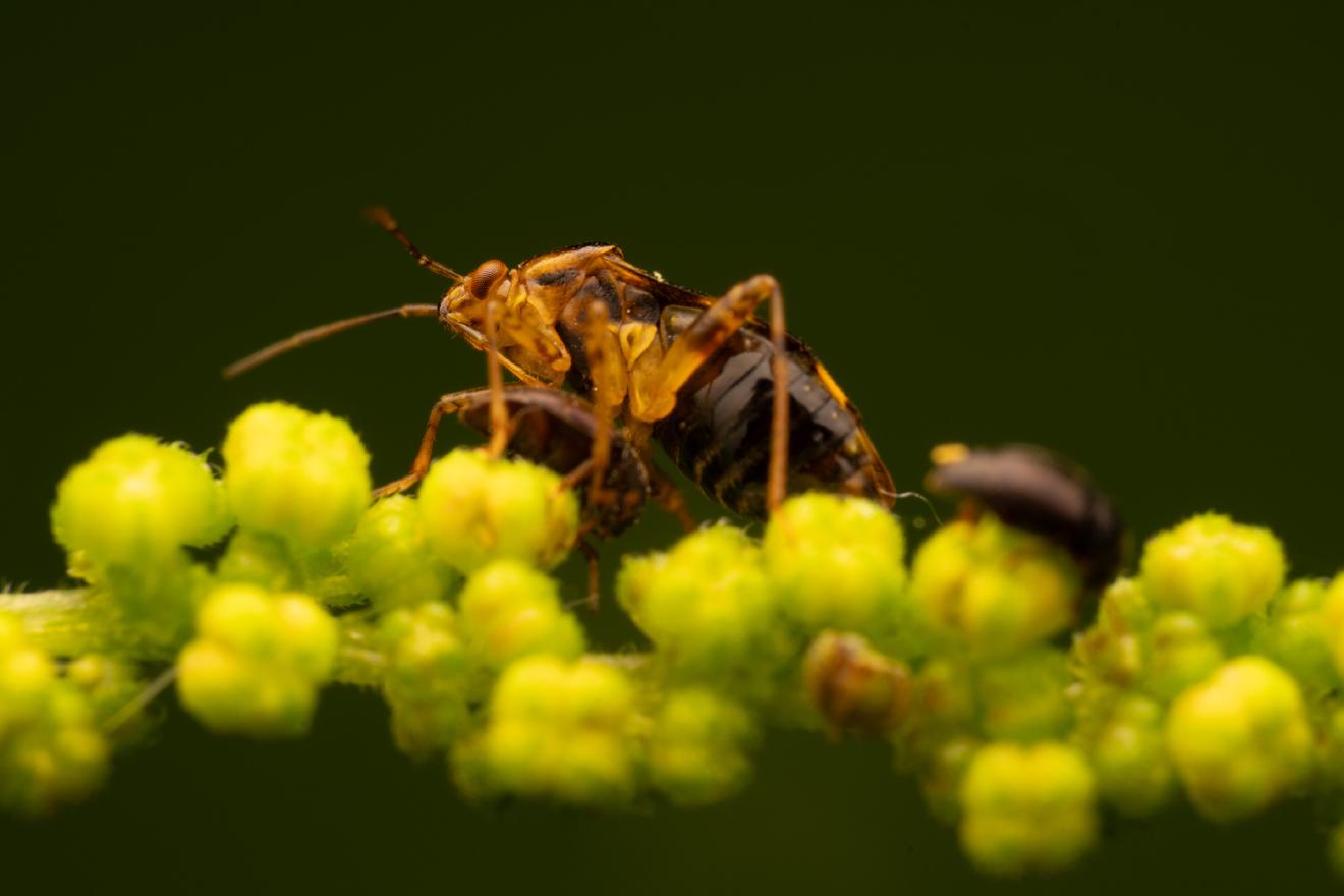 Three Spotted Nettle Bug – No. 3