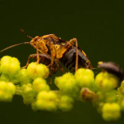 Three Spotted Nettle Bug