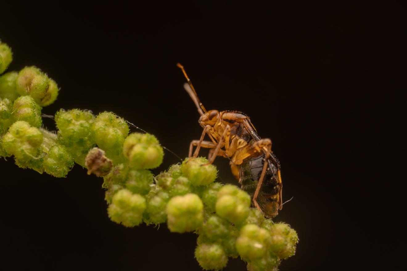Three Spotted Nettle Bug – No. 4