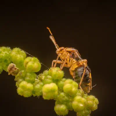 Three Spotted Nettle Bug