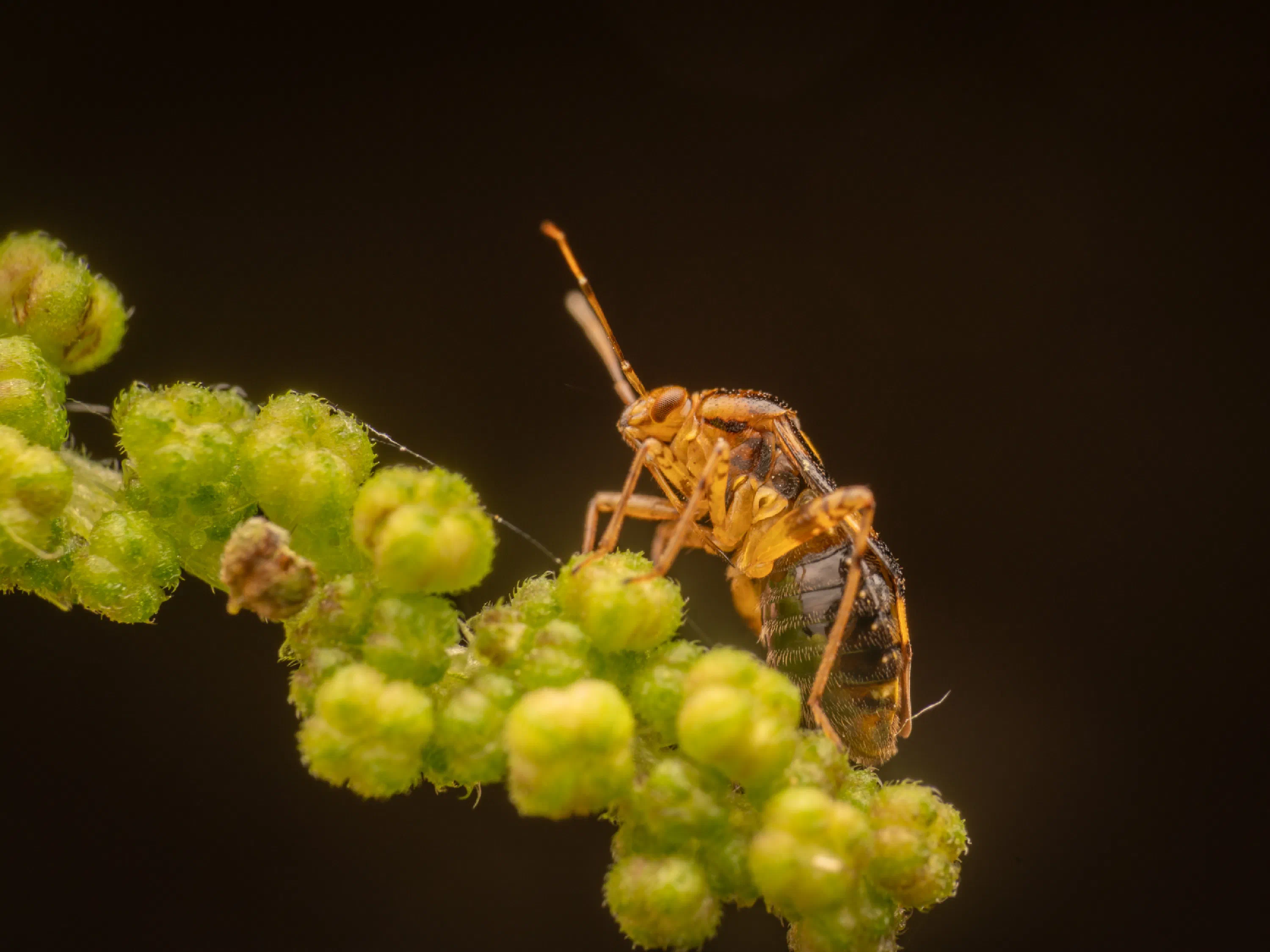 Liocoris tripustulatus