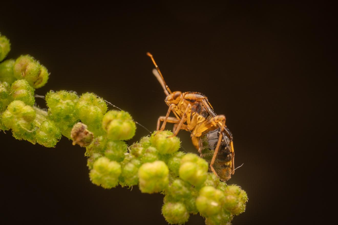 Three Spotted Nettle Bug – No. 4