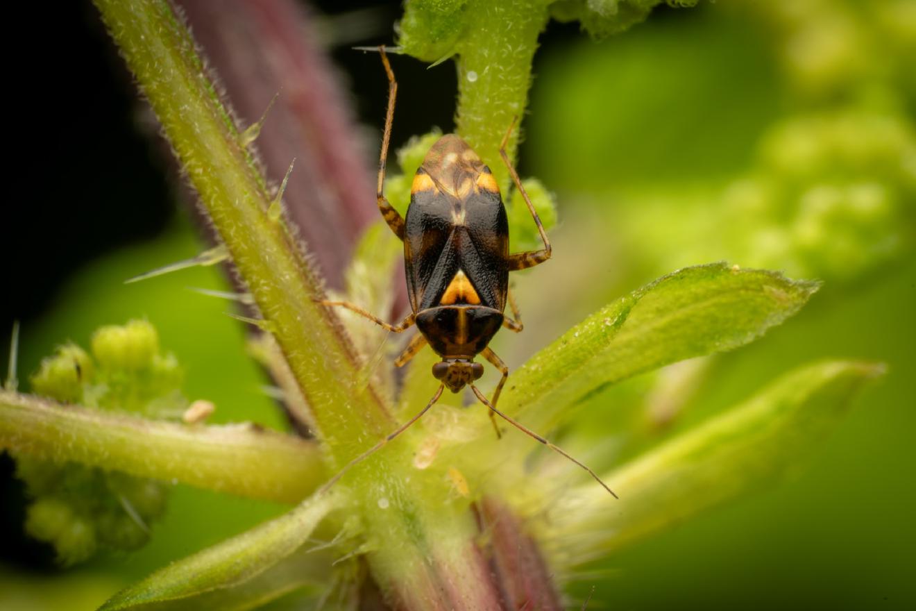 Three Spotted Nettle Bug – No. 5