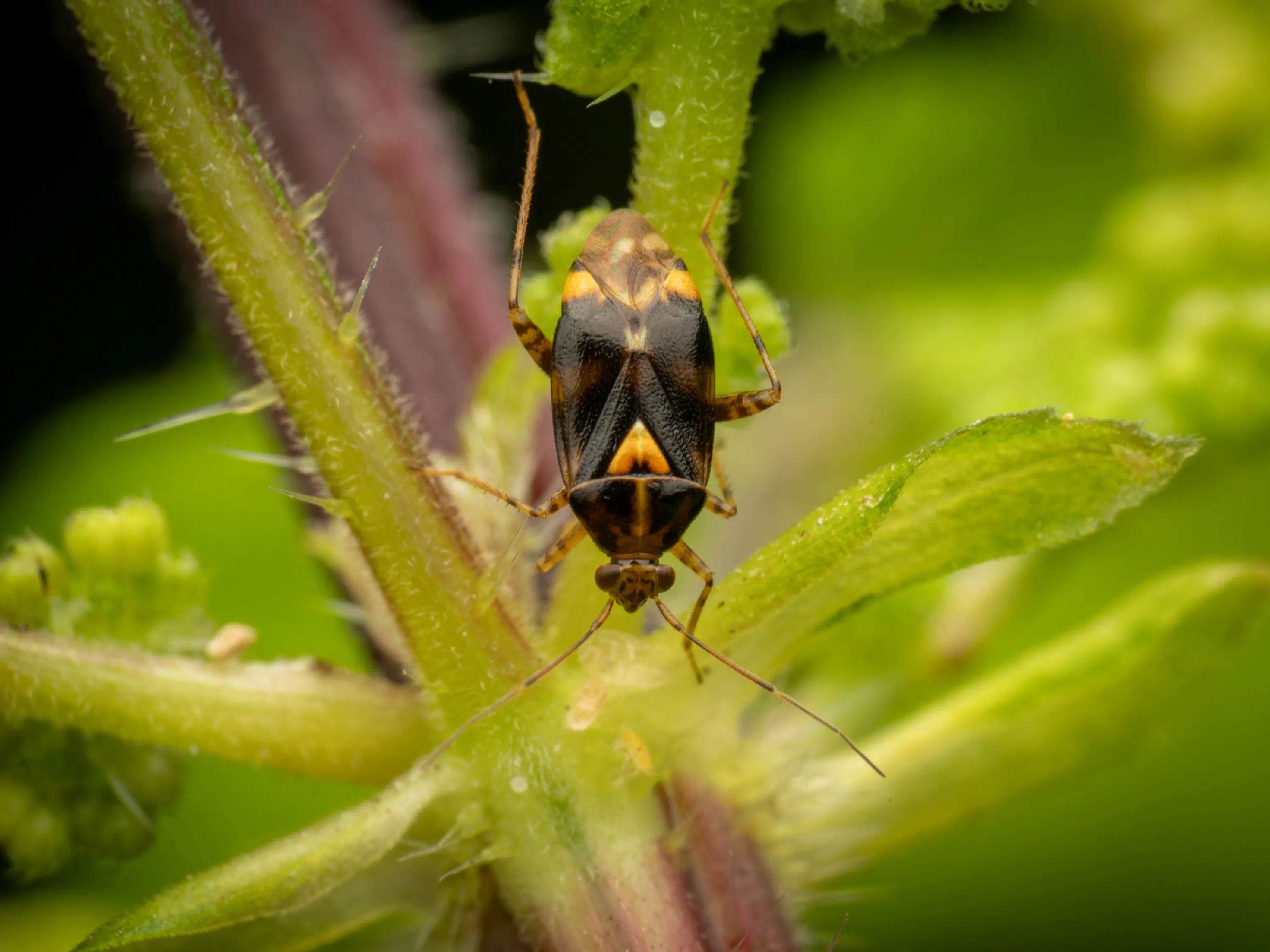 Liocoris tripustulatus