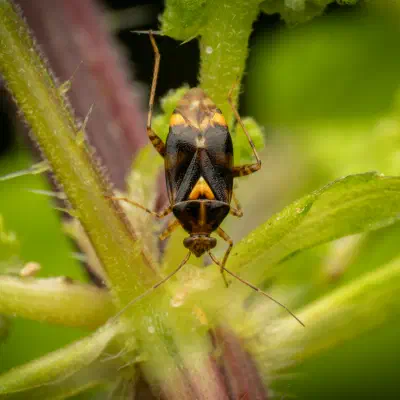Three Spotted Nettle Bug