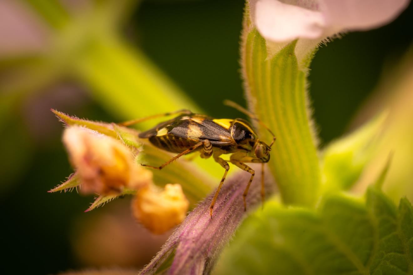 Three Spotted Nettle Bug – No. 6