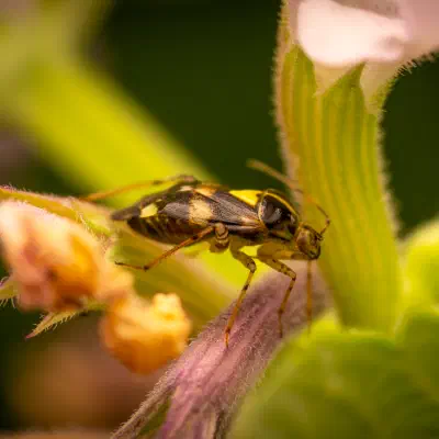 Three Spotted Nettle Bug