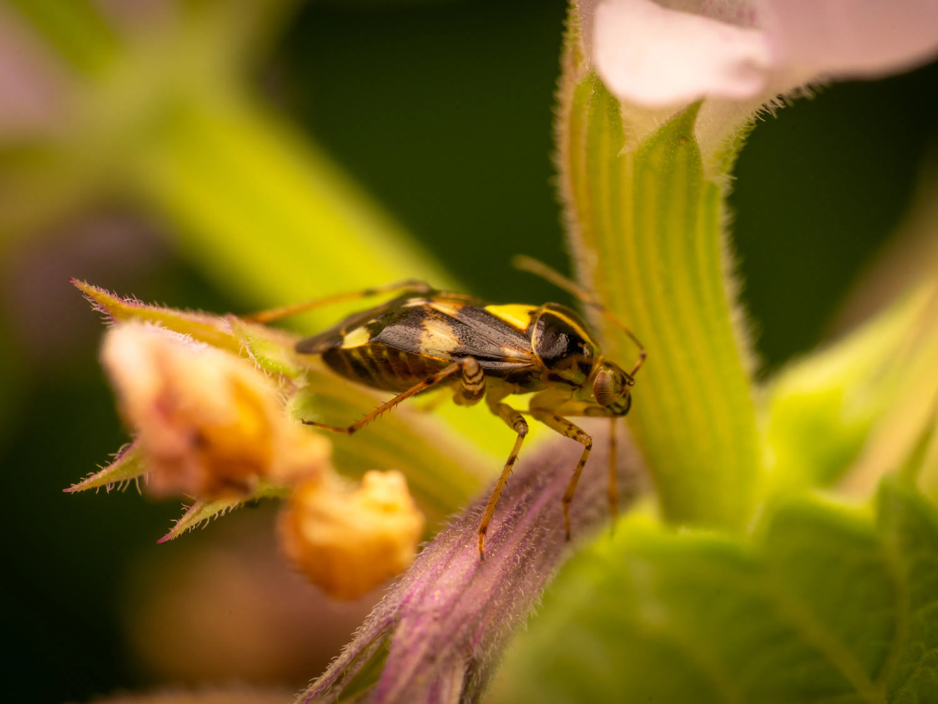 Liocoris tripustulatus