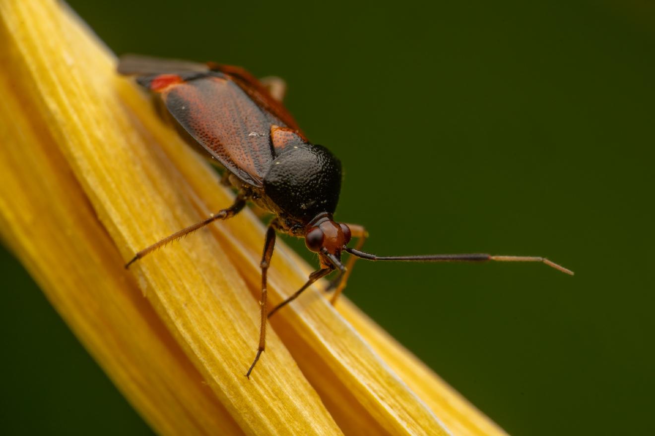 Three Spotted Nettle Bug – No. 7