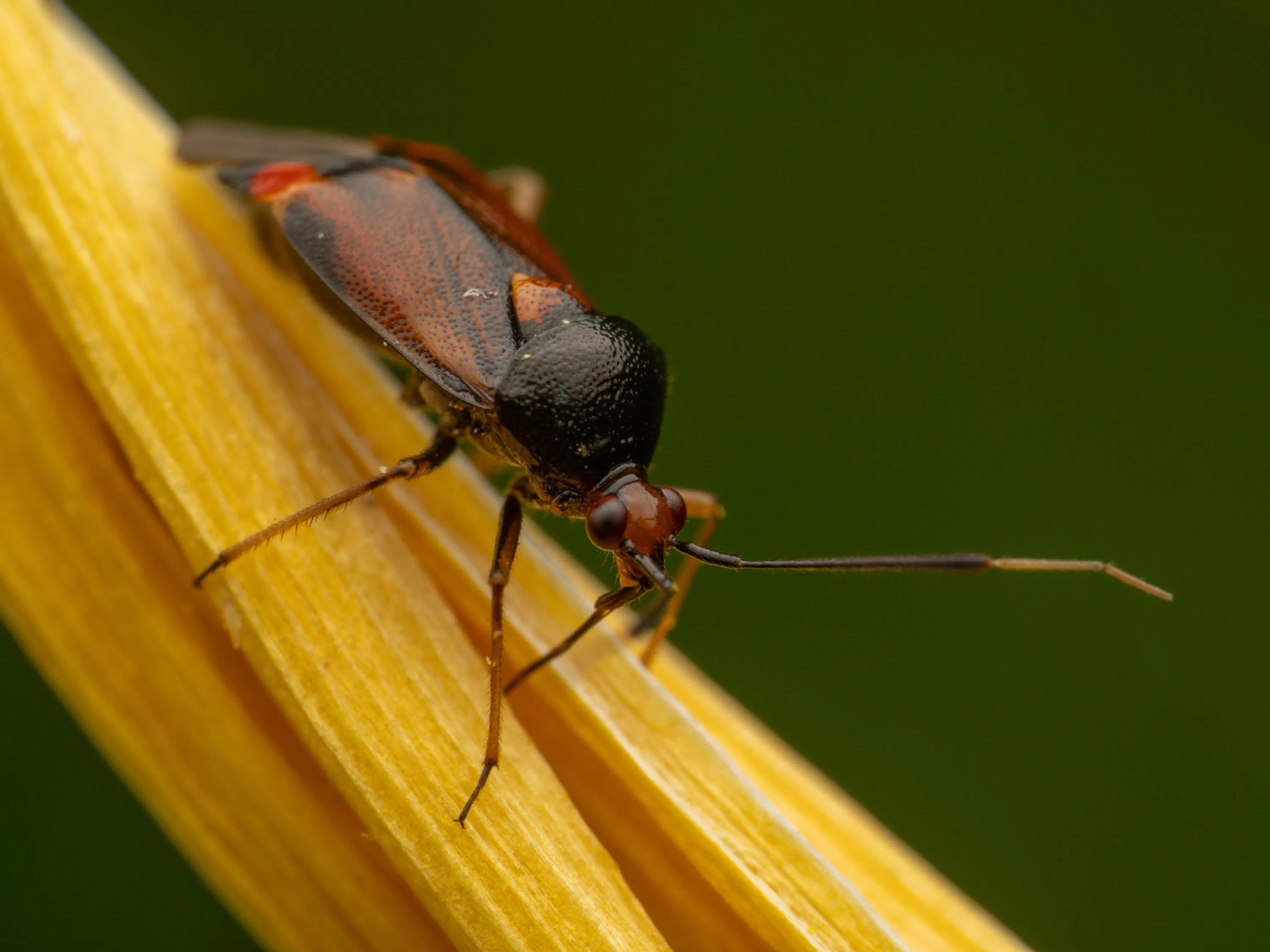 Liocoris tripustulatus