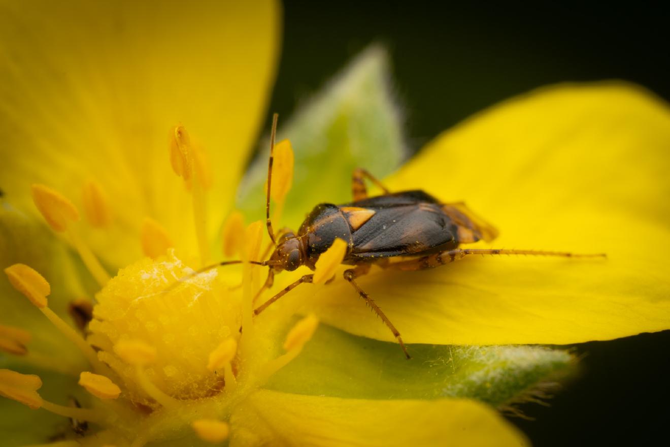 Three Spotted Nettle Bug – No. 8