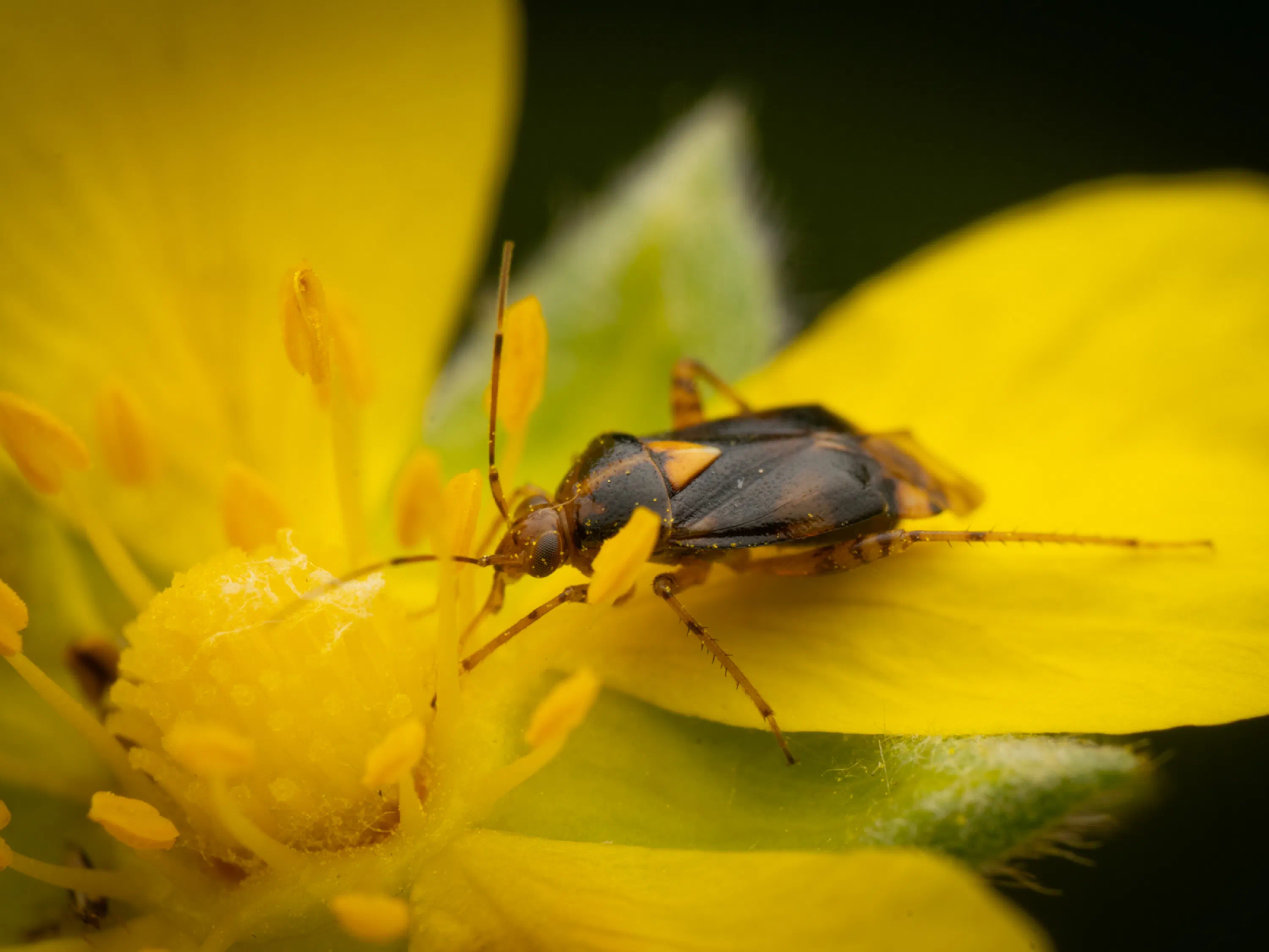 Liocoris tripustulatus