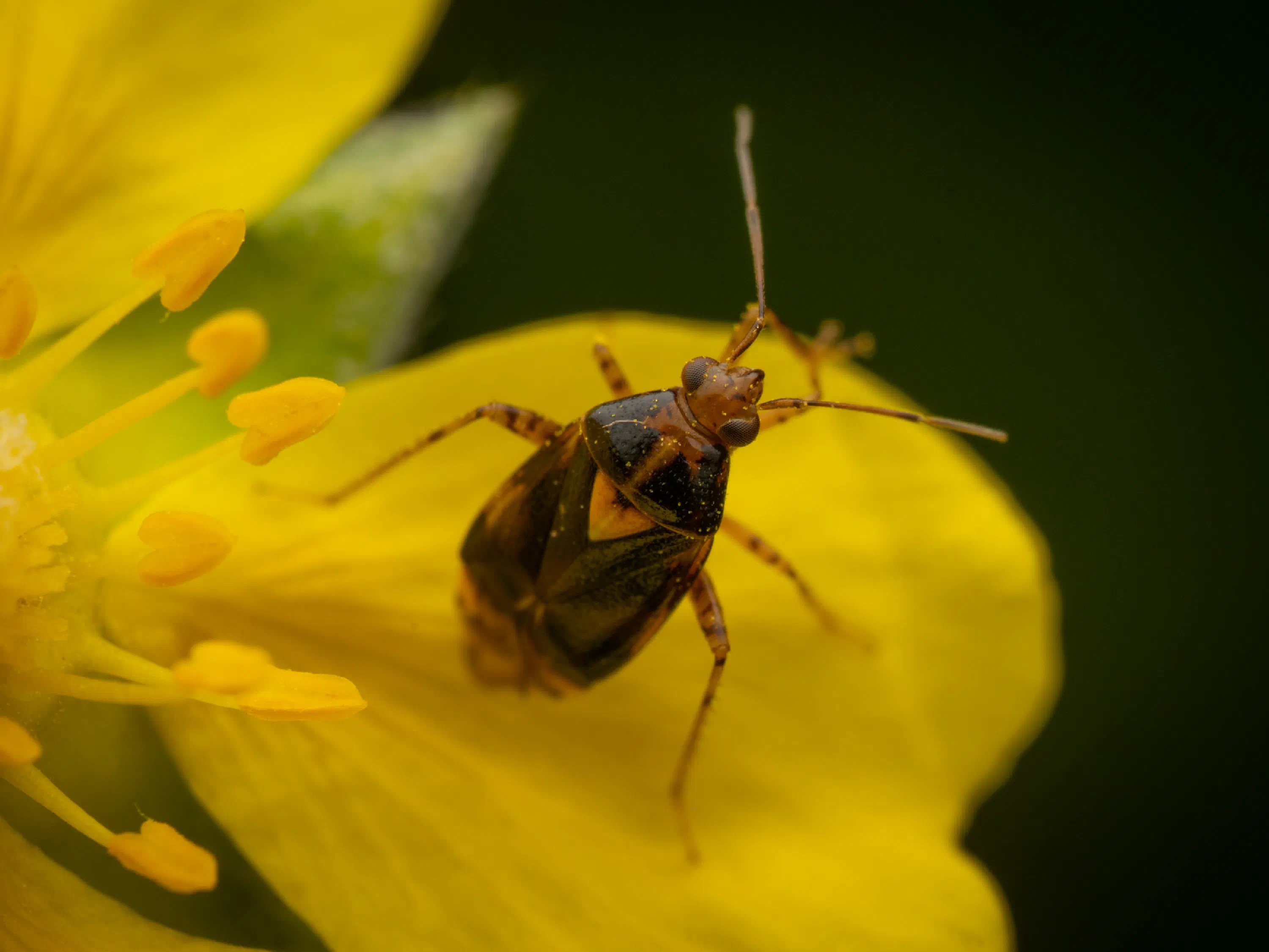 Liocoris tripustulatus