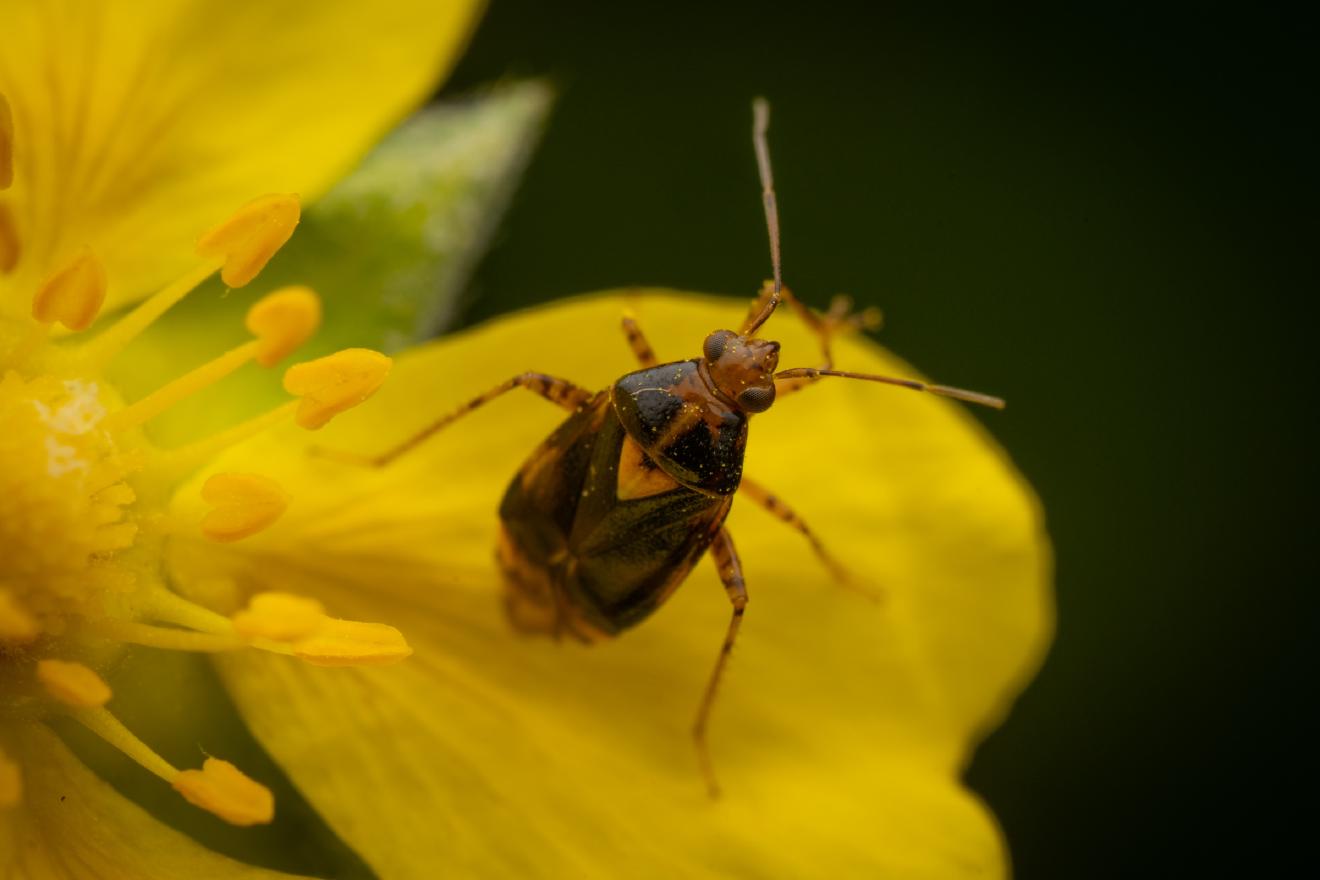 Three Spotted Nettle Bug – No. 9