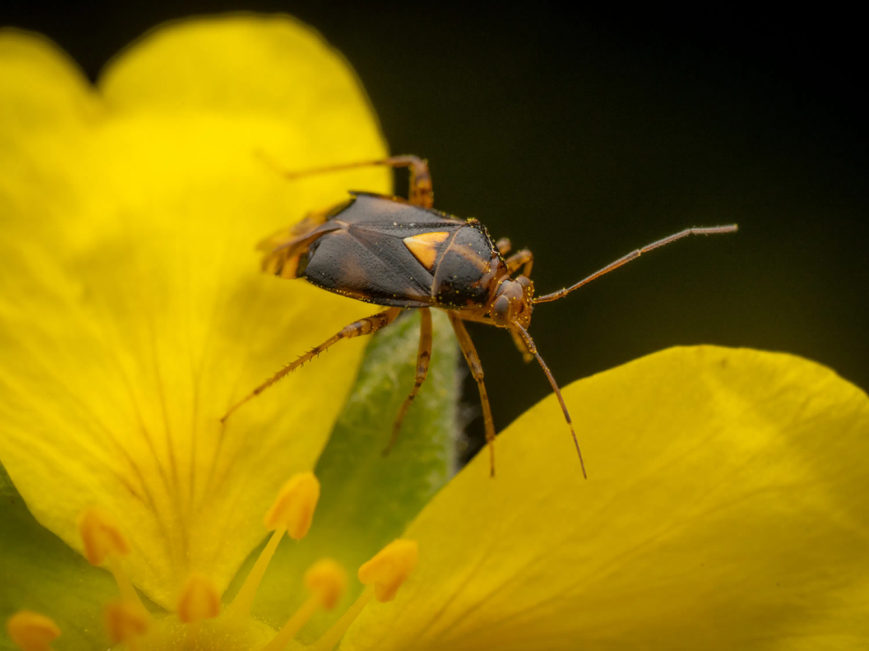 Liocoris tripustulatus
