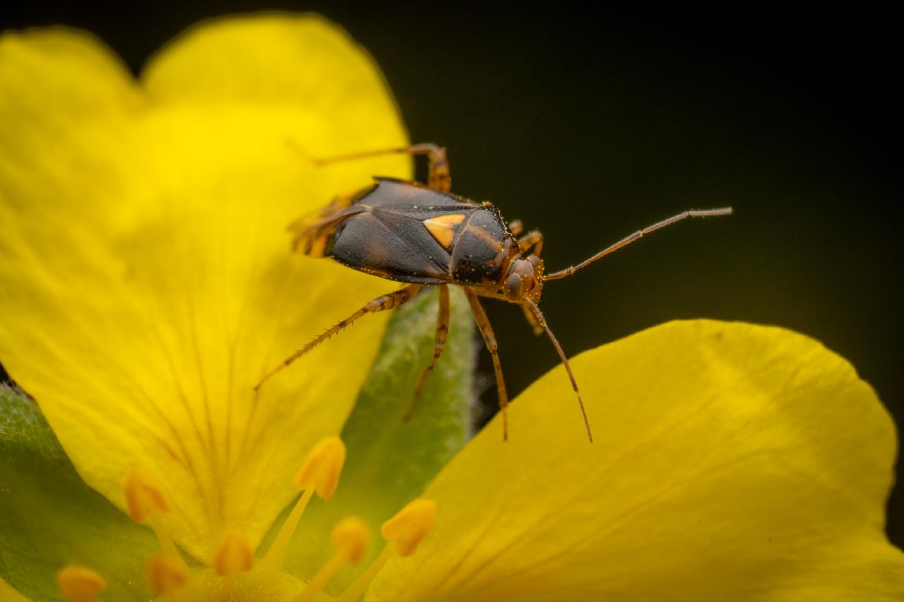 Three Spotted Nettle Bug – No. 10