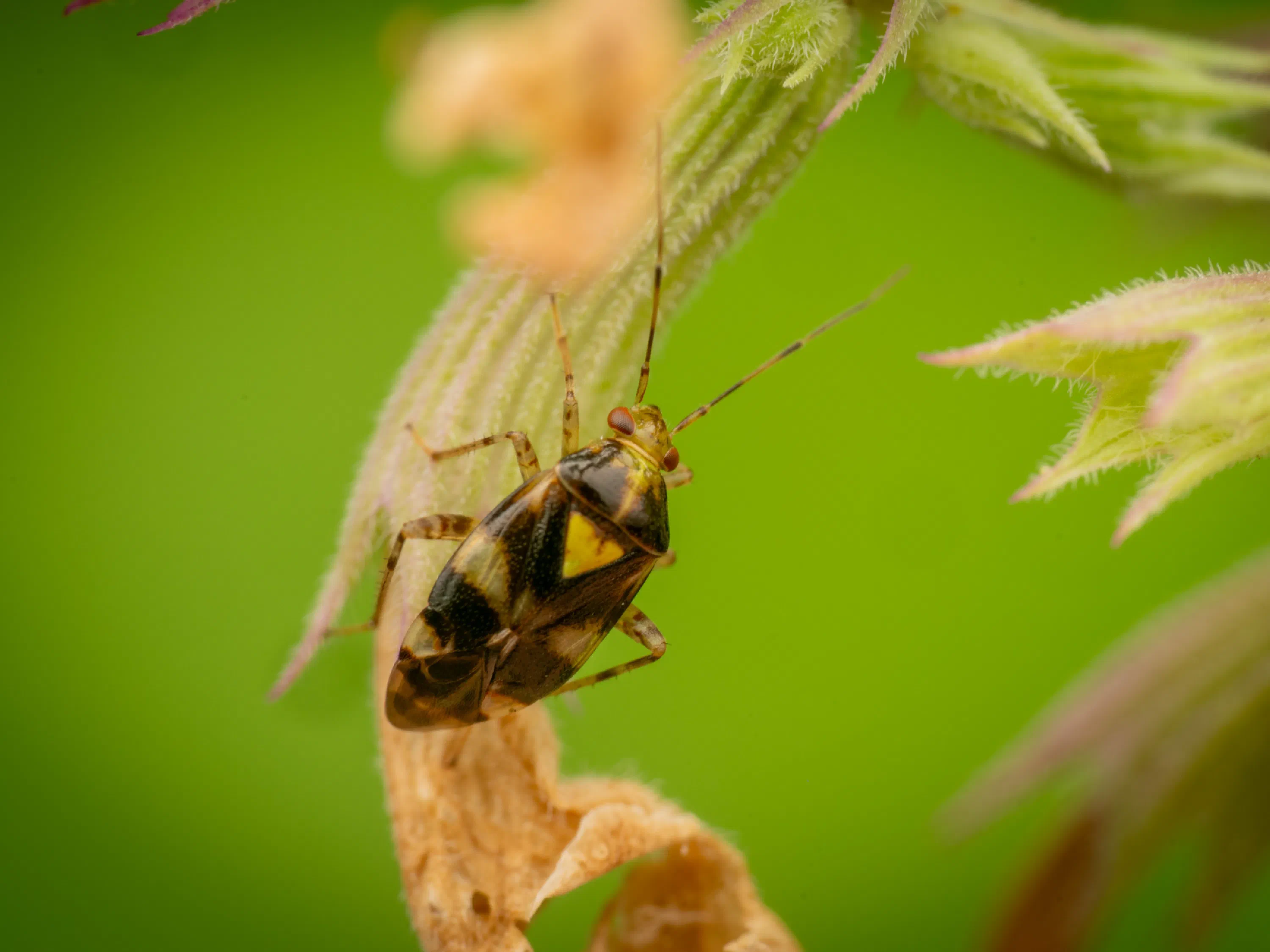 Liocoris tripustulatus