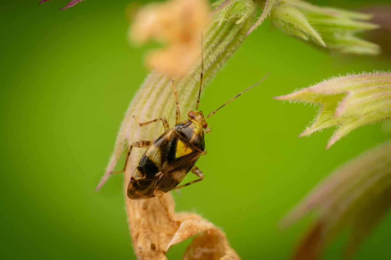 Three Spotted Nettle Bug – No. 11