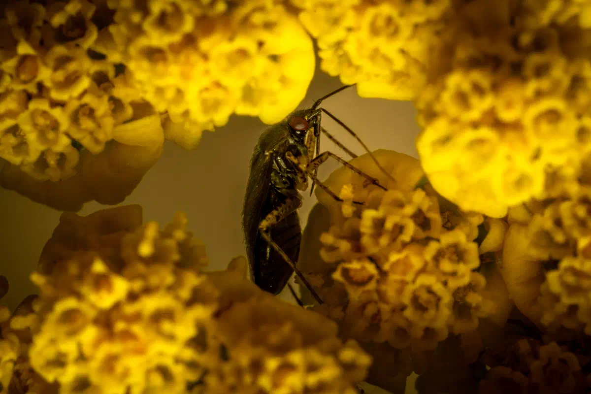 Deraeocoris lutescens
