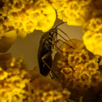 Deraeocoris lutescens