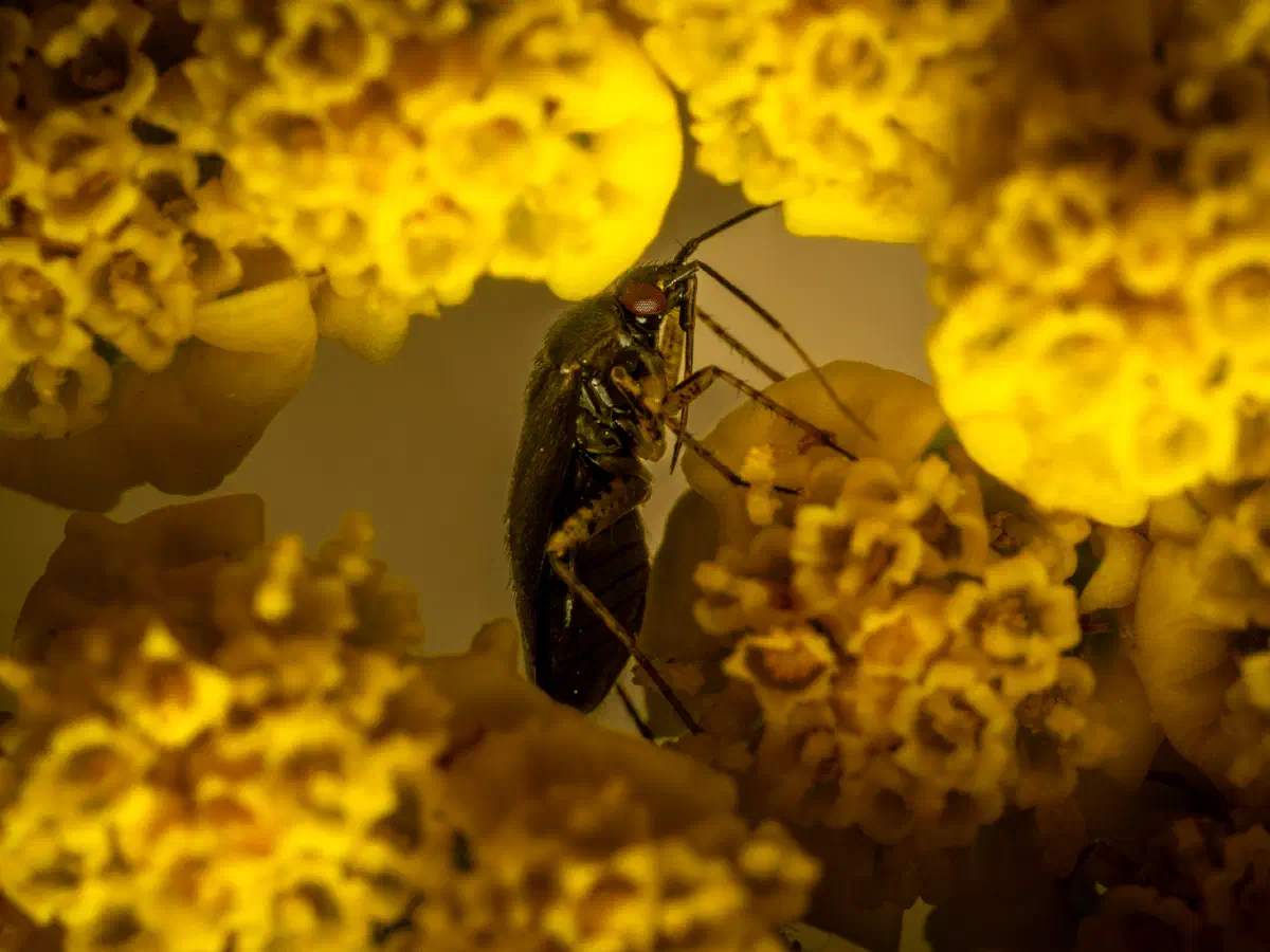 Deraeocoris lutescens