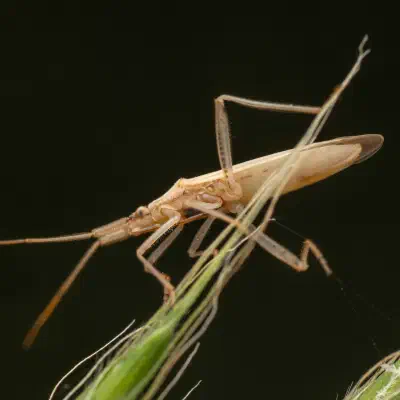 Stenodema laevigata