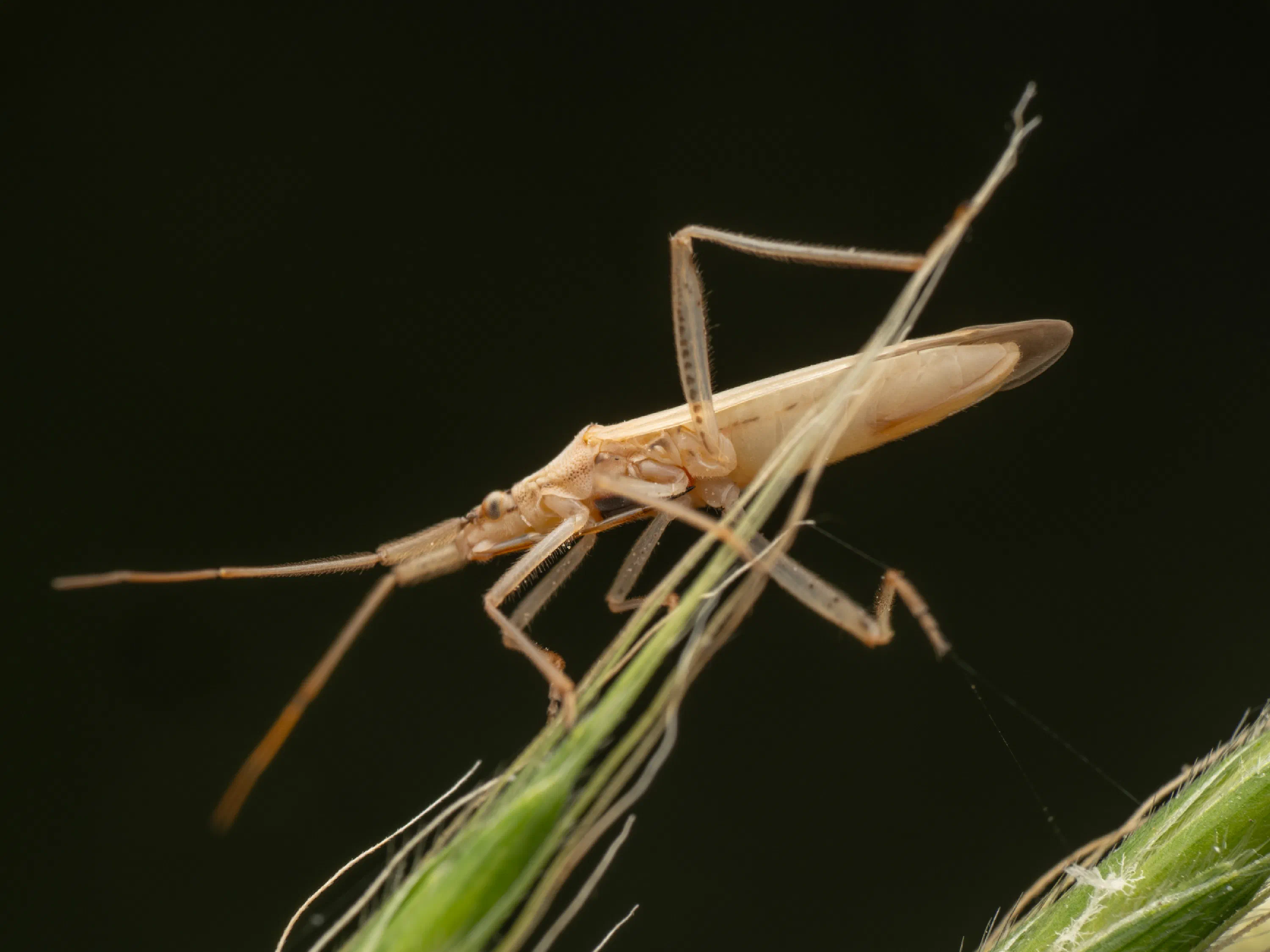 Stenodema laevigata