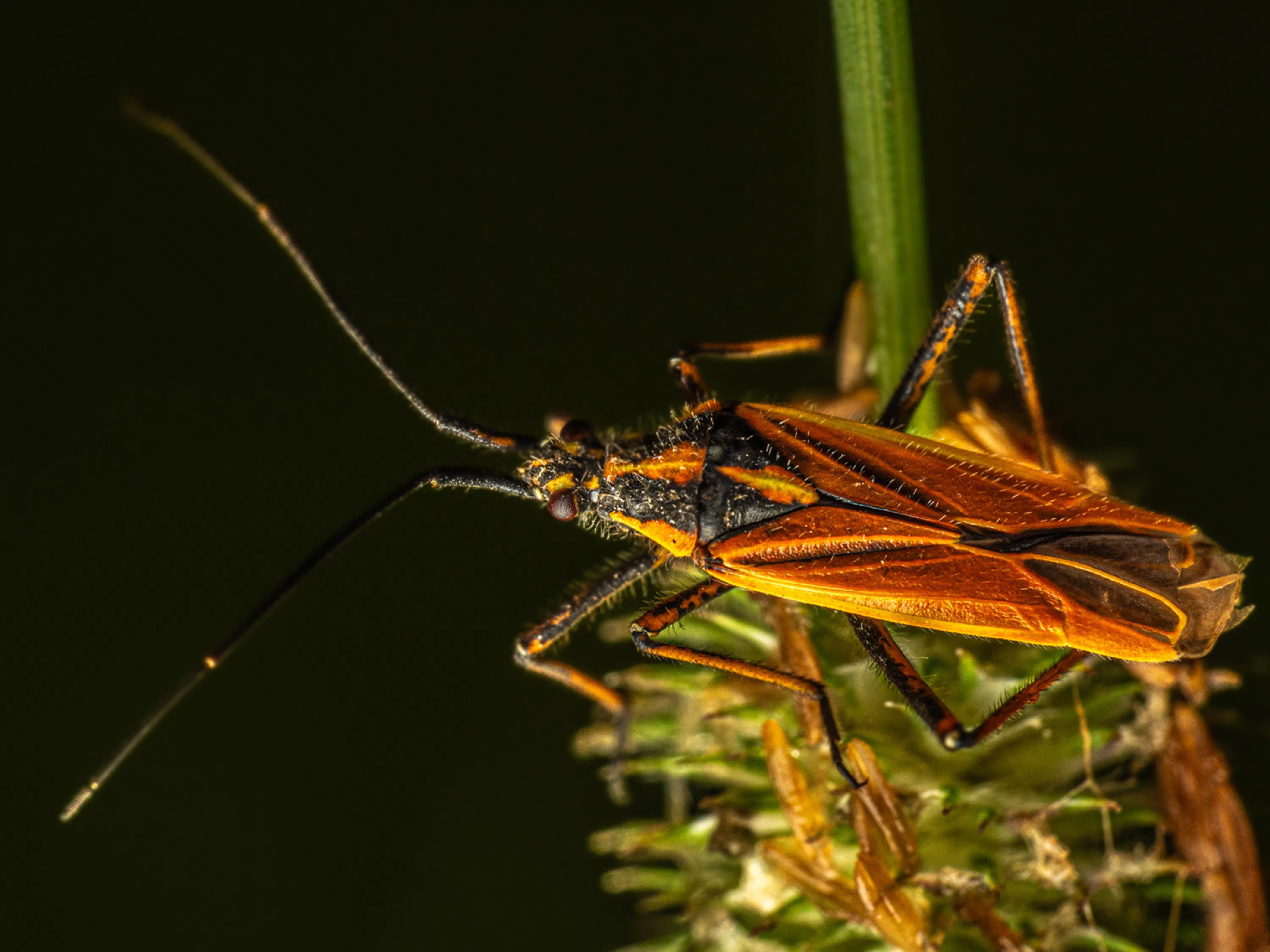 Leptopterna dolabrata