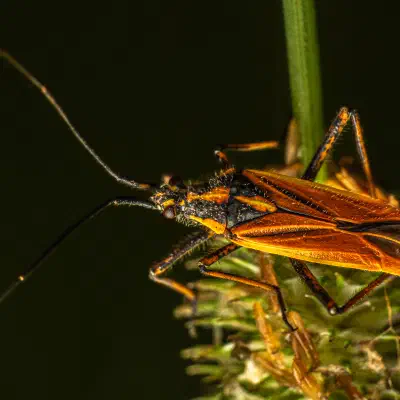 Leptopterna dolabrata