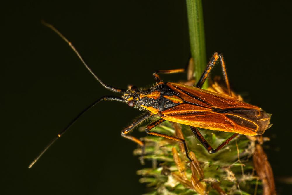 February 19, 2024 – Issue No. 185
– Issue No. 185: “Meadow Plant Bug“ Meadow Plant Bug